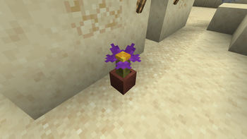 Potted cactus