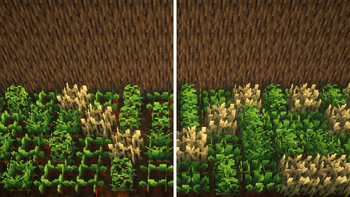 Comparison