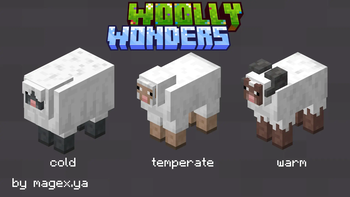 Woolly Wonders