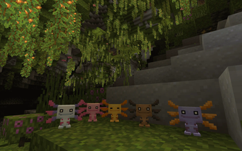 5 New Wooper Variants!