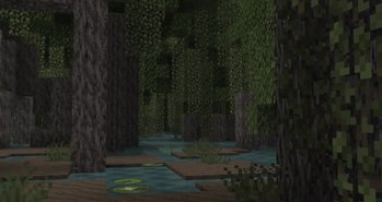 Mangrove Forest