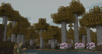 Birch Forest