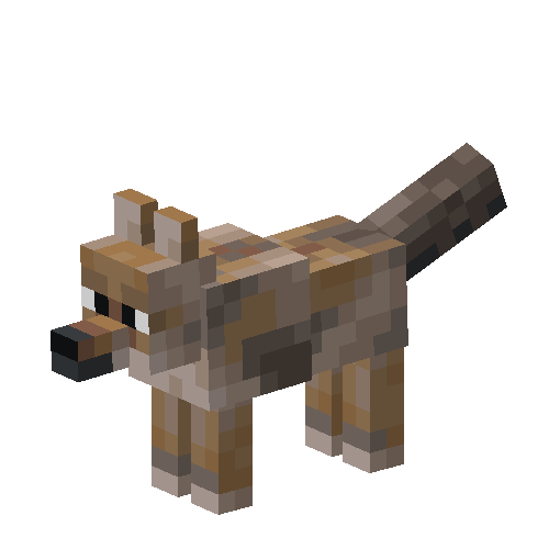 Coyote