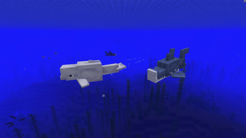 Beluga getting chased by a shark