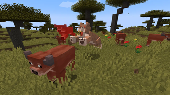Lion huntings cows