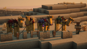 Camels