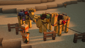 Camels
