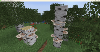 Dead Birch Trees