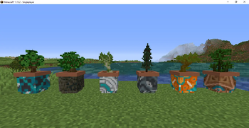 Planter Pots & Bonsai Trees