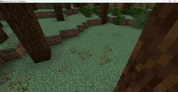 Conifer Needles!