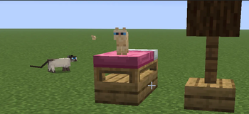 Cats on a Slab! ๐