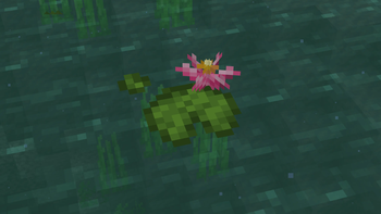 A beautiful pink flower