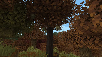 Pear tree
