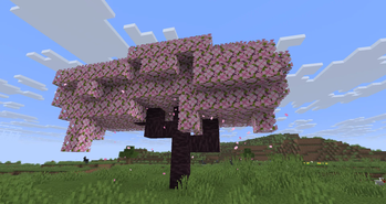 Cherry tree