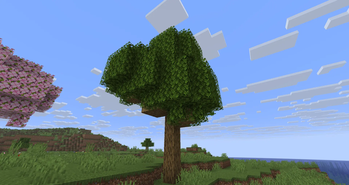 Oak tree using the pack