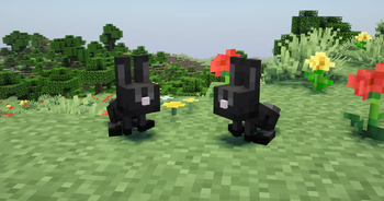 Two baby black rabbits conversing.