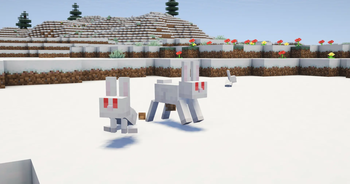 White rabbits in a snowy plains.