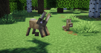 Brown rabbits in a forest.