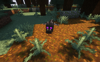 Hatchling in a Taiga Biome