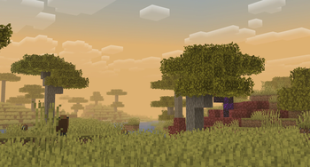 Savanna