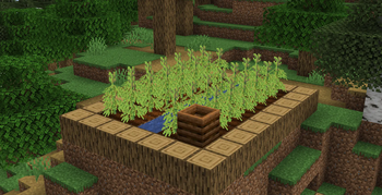 Hemp Farm