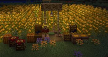 Corn and Crows