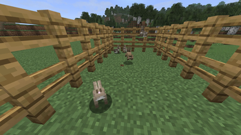 Breeded rabbits will not avoid you