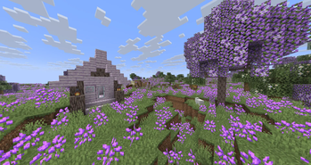 lavender fields