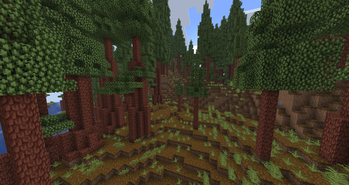redwood forest