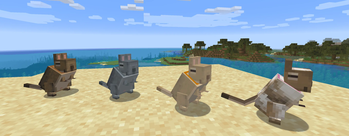 Degu many variants