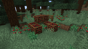 Berry Crates