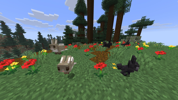 Salt and Black Rabbits
