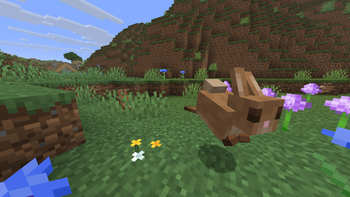 Brown Rabbits