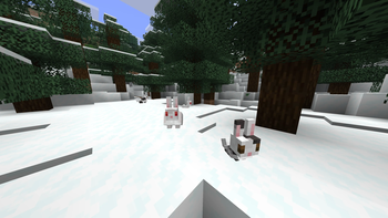 White and Salt Rabbits