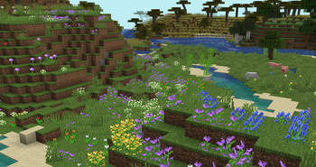 Flower Fields