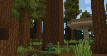 Redwood Forest