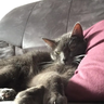 Icon for Meowdding