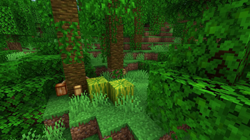 Jungle