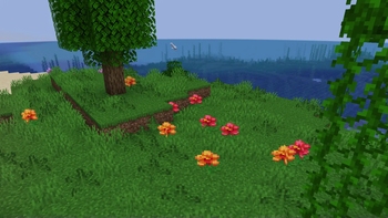 Hibiscus