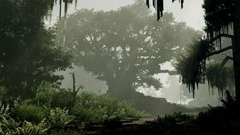 Southern Live Oak 
