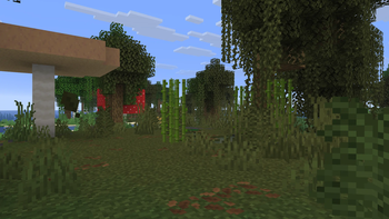 Swamp