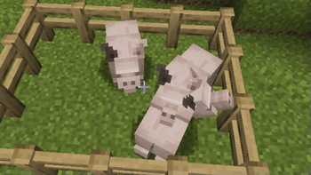 Piggies