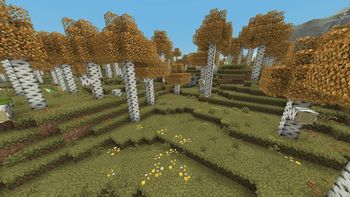birch forest