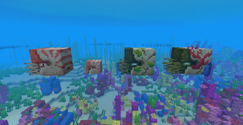 Nautiluses