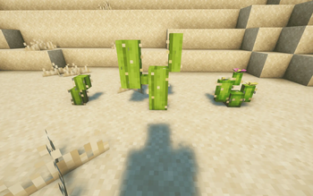 Cactus