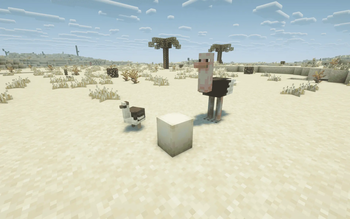 Ostrich
