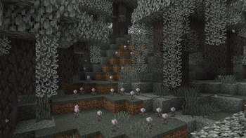Hanging Pale Moss and Closed Eyeblossoms