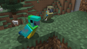 Red-Rumped Parrots
