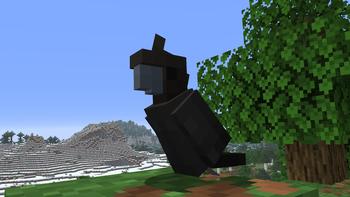 Glossy Black Cockatoos