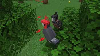 Gang Gang Cockatoos